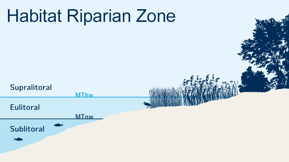graphik shows the habitat zones of a tidal river bank